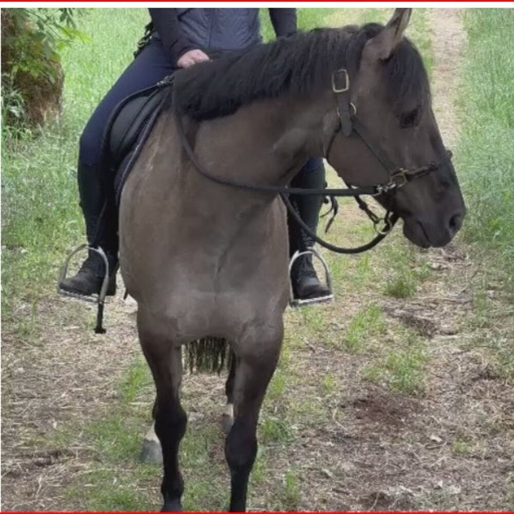 Horse Education Company Snap On Rope Reins - Black